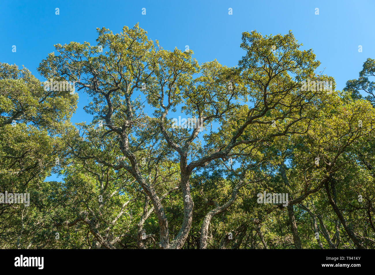 Forest with cork oaks in the Massif de l Esterel, Frejus, Var, Provence-Alpes-Cote d`Azur, France, Europe Stock Photo